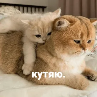 😢 Кутяю. gatos, gatinhos, fofo, animais telegram sticker