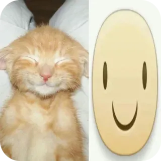 🐱 mèo, mèo con, ngủ, dễ thương, biểu tượng cảm xúc, nụ cười telegram sticker
