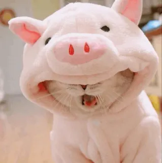 🐷 gatto, maiale, animale, carino, animale domestico, divertente telegram sticker
