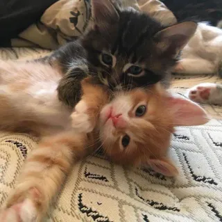 🥰 котята, кошки, домашние животные, животные, милые, очаровательные, домашние животные telegram sticker