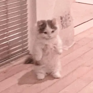 🐈 Katze, Kätzchen, süß, stehend, Tier, Haustier, flauschig whatsapp sticker
