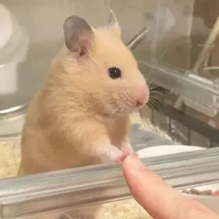 👉 hamster, animal de compagnie, animal, rongeur, mignon, interaction, doigt telegram sticker