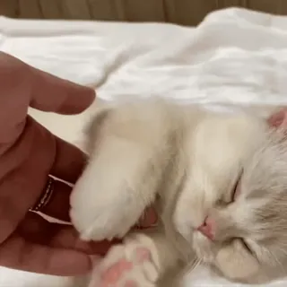 ☺️ chat, chaton, dormir, mignon, animal de compagnie telegram sticker