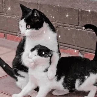 🐱 고양이, 흑백, 동물, 애완 동물, 귀여운, 카와이, 새끼 고양이, 고양이과 telegram sticker
