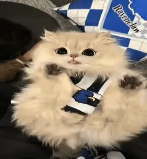 🌟 Harry Potter Ravenclaw cat, cute, animal, pet, kitten, harry potter, ravenclaw telegram sticker