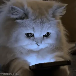 🤣 cat telegram sticker