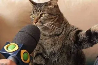 🎃 gato, microfone, entrevista, animal, tigrado, repórter whatsapp sticker