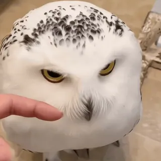 🦉 sowa, sowa śnieżna, ptak, zwierzę, biały, słodki, palec telegram sticker
