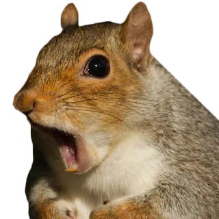 🤨 squirrel, animal, rodent, wildlife telegram sticker