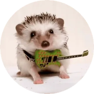 🌟 nhím, động vật, guitar, âm nhạc, dễ thương, thú cưng telegram sticker