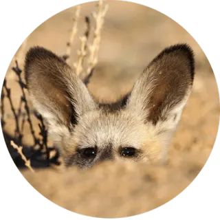 🦊 African Wild Dog, dog, animal, wildlife, mammal, ears telegram sticker