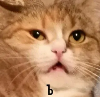 😐 ъ kot, słodki, zwierzę, mem whatsapp sticker