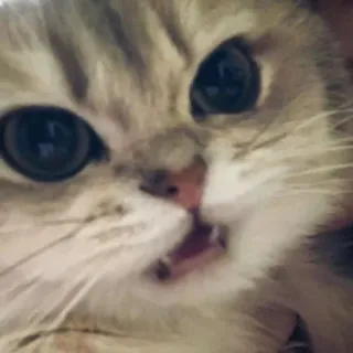 😒 cat, kitten, pet, animal, cute, domestic, mammal telegram sticker