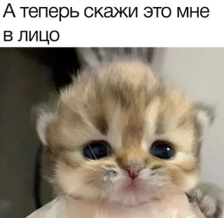 😡 А теперь скажи это мне в лицо telegram sticker