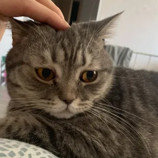 🐱 cat, pet, animal, domestic cat, tabby, feline whatsapp sticker