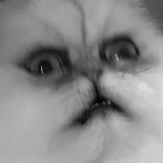 😕 猫, ミーム, 面白い, 動物, ペット, 表情 telegram sticker