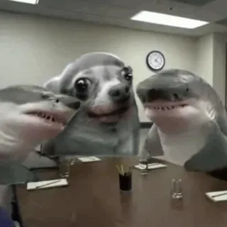 🦈 dog, sharks, meeting, animals, humor telegram sticker