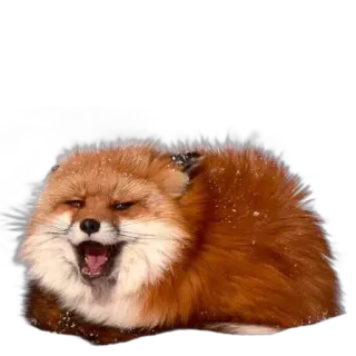 🍞 fox, animal, wildlife, cute, mammal telegram sticker