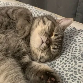 🐭 cat, sleeping, animal, pet, domestic cat, grey cat, relaxed whatsapp sticker