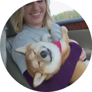 👫 犬, 女性, ペット, 動物, 笑顔, 柴犬 telegram sticker