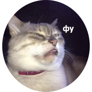 😖 фу kat, walging, boos, meme, grappig whatsapp sticker