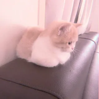 🐈 cat, cute, animal, pet, feline whatsapp sticker