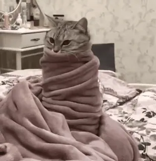 🌯 gatto, coperta, animale, carino, animale domestico telegram sticker