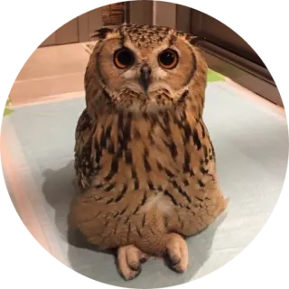 🦉 coruja, pássaro, animal, vida selvagem, fofo, olhos, fauna telegram sticker
