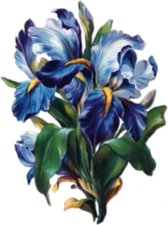 Цветы винтажные @StikerDi telegram stickers