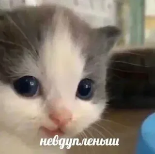 🙂 невдупленыш แมว, ลูกแมว, น่ารัก, สัตว์, สัตว์เลี้ยง, มีม telegram sticker