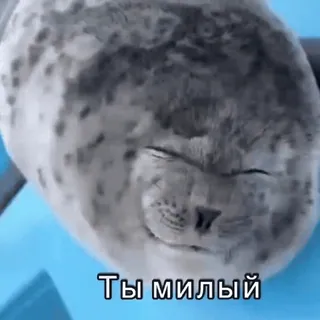 😈 Ты милый тюлень, животное, милый, русский, фраза, млекопитающее telegram sticker