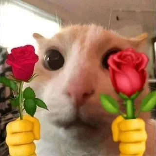 🌹 gatto, rose, fiori, meme, emoji telegram sticker