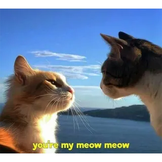 🥰 you're my meow meow chats, amour, miaou, mignon, animaux telegram sticker
