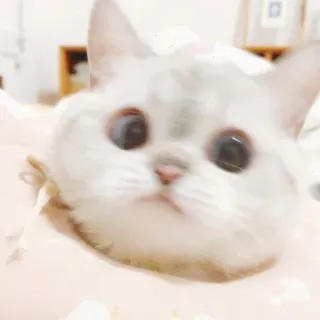 😱 gatto, animale, carino, animale domestico, felino, animale domestico telegram sticker