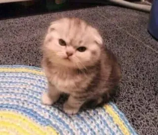 😡 anak kucing, kucing, hewan, imut, hewan peliharaan, kucing domestik telegram sticker