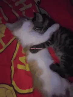 🥰 猫, 拥抱, 动物, 宠物, 爱, 感情 whatsapp sticker
