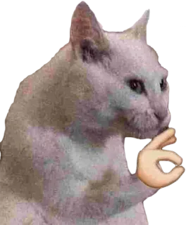 👌 cat, ok hand gesture, meme, animal telegram sticker