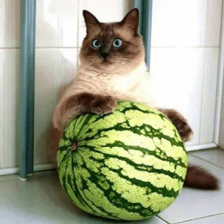 🍉 gato, melancia, animal, animal de estimação, gato siamês, fruta, fofo, engraçado whatsapp sticker