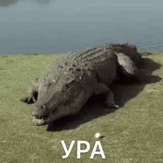 💥 УРА crocodile, ура telegram sticker