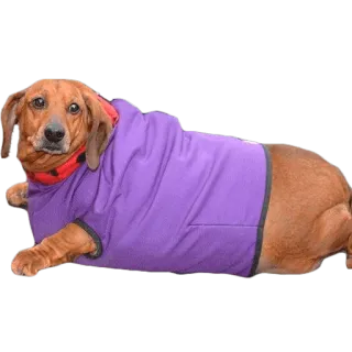 😢 cane, bassotto, animale, animale domestico, carino telegram sticker