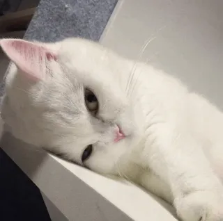 💓 кот, белый кот, домашнее животное, питомец, животное, млекопитающее whatsapp sticker