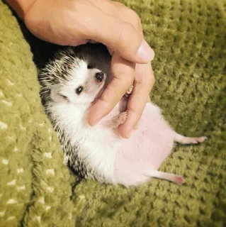 🦔 egel, dier, huisdier, schattig, hand telegram sticker