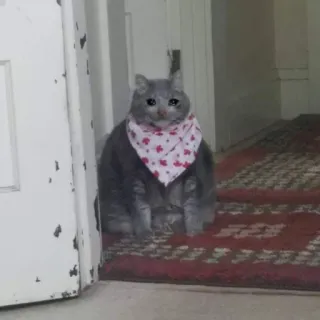 🥺 kucing, sedih, bandana, hewan peliharaan, hewan, lucu telegram sticker