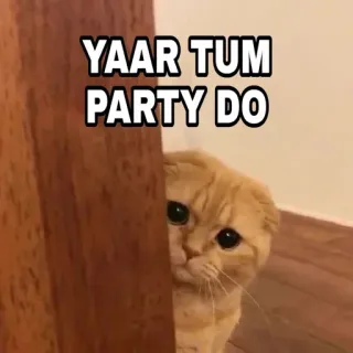 🍁 YAAR TUM PARTY DO Katze, Party, Lustig, Meme, Indisch, Urdu telegram sticker