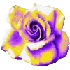 🌹