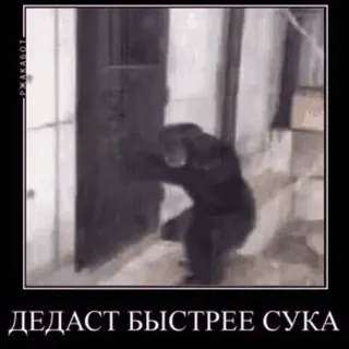 🤬 ДЕДАСТ БЫСТРЕЕ СУКА 猿, 动物, 门, 敲门, 攻击性 telegram sticker