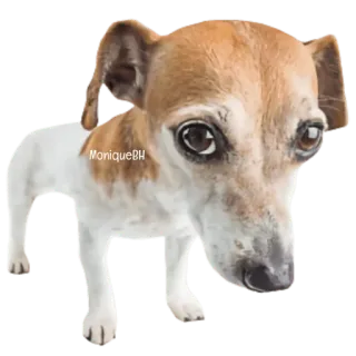 😀 MoniqueBH pies, zwierzę, zwierzę domowe, słodki, domowy, szczeniak, ssak whatsapp sticker