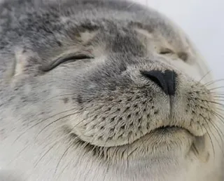 ☺️ foca, animale, carino, mammifero, animale marino, fauna selvatica telegram sticker