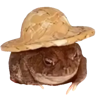 ❤️ rã, chapéu, animal, anfíbio, fofo whatsapp sticker