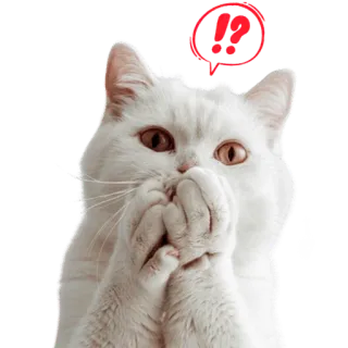 😳 gato, gato branco, surpresa, fofo, exclamação, animal, felino telegram sticker